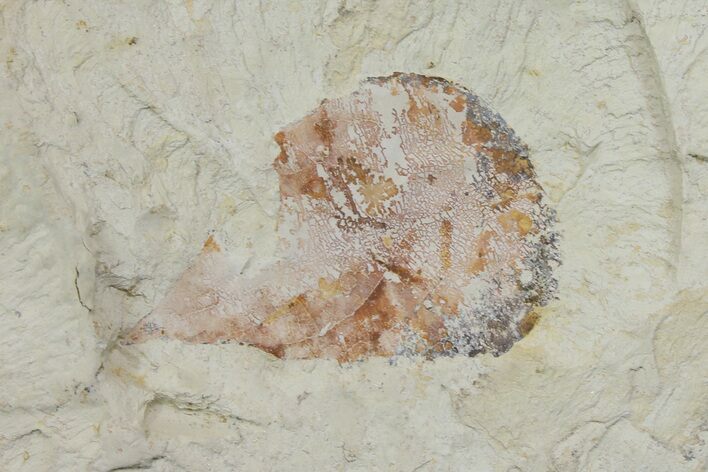 Miocene Fossil Leaf - Augsburg, Germany #139507